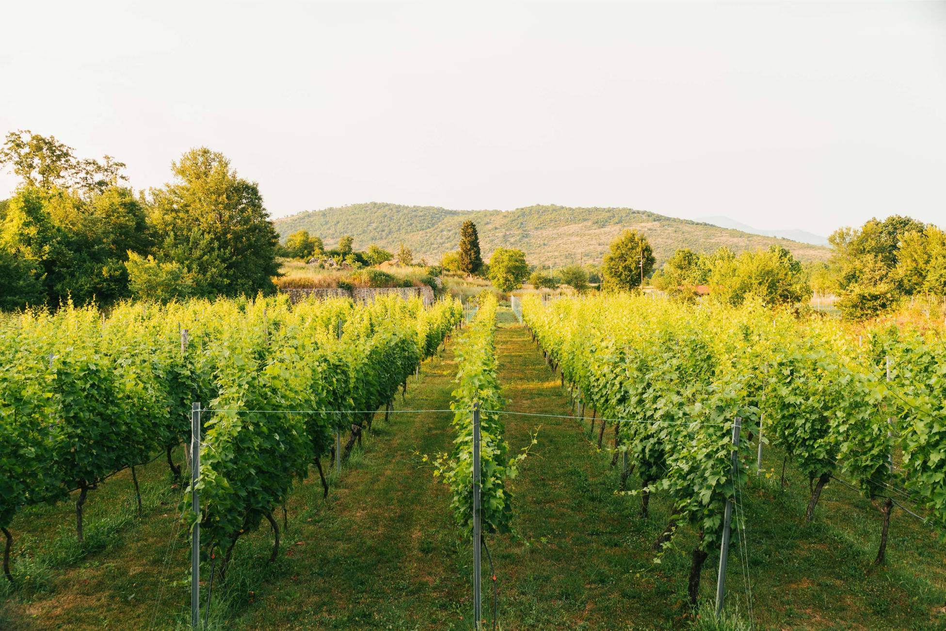 Vinograd u sumrak